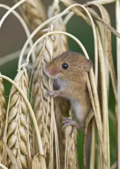 Harvest Mouse Micromys minutus on Barley Norfolk July