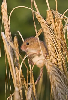 Harvest Mouse Micromys minutus on Barley Norfolk July