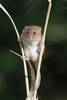 Harvest Mouse Micromys minutus on Barley Norfolk July