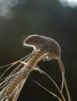 Harvest Mouse Micromys minutus on Barley Norfolk July