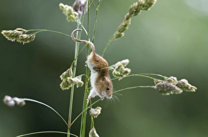 Harvest Mouse Micromys minutus on nature reserve Norfolk June Harvest Mouse Micromys minutus on nature reserve Norfolk June