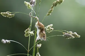 Micromys Minutus Prints: Harvest Mouse Micromys minutus on nature reserve Norfolk June
