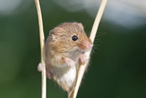 Mammal Prints: Harvest Mouse Micromys minutus Norfolk June
