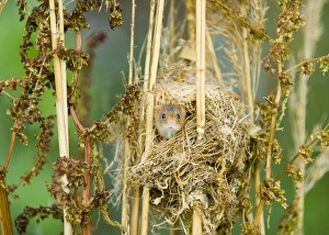 Harvest Mouse Micromys minutus peering out of nest summer UK Harvest Mouse Micromys minutus peering out of nest summer UK