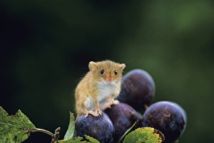 Harvest Mouse, Micromys minutus, on plums in autumn, UK