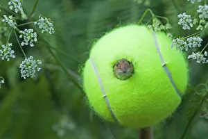 Harvest Mouse Micromys minutus using tennis ball as nest on nature reserve Norfolk June Harvest Mouse Micromys minutus using tennis ball as nest on nature reserve Norfolk June