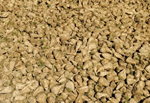 Agriculture Prints: Harvested Sugar Beet Norfolk December