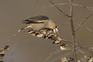 Images Dated 2005 January: Hawfinch Coccothraustes coccothrautes winter UK