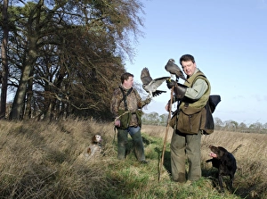 hawk hawking falconry hunting hunter goshawk