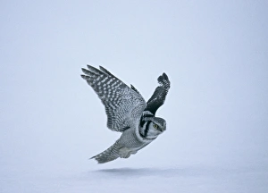 Images Dated 12th December 2009: Hawk Owl Surnia ulula hunting Finland winter