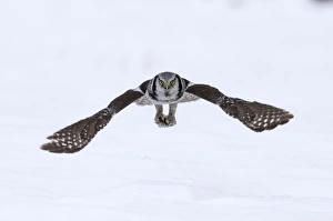 Hawk Owl Surnia ulula nr Vaala Finland March