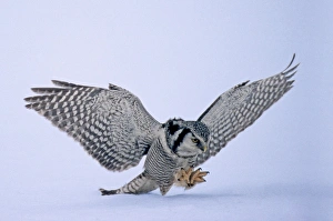 Hawk Owl Surnia ulula pouncing on prey belolw the snow Finland Hawk Owl Surnia ulula pouncing on prey belolw the snow Finland