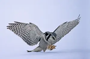 Prints of Hawk Owl Surnia ulula pouncing on prey belolw the snow Finland Images Dated 2009 November: Hawk Owl Surnia ulula pouncing on prey belolw the snow Finland