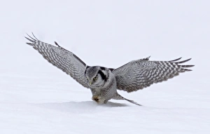 Hawk Owl Surnia ulula nr Vaala Finland March