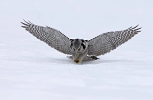 Hawk Owl Surnia ulula nr Vaala Finland March