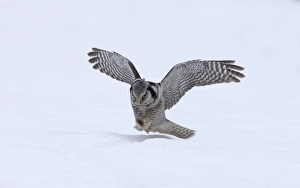 Hawk Owl Surnia ulula pouncing on a vole nr Vaala Finland March