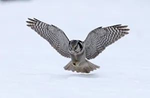 Hawk Owl Surnia ulula nr Vaala Finland March