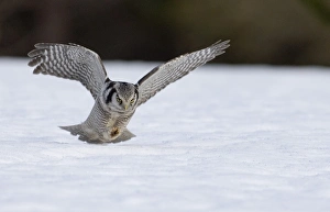 Hawk Owl Surnia ulula nr Vaala Finland March