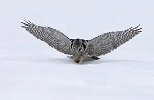 Hawk Owl Surnia ulula pouncing on a vole nr Vaala Finland March