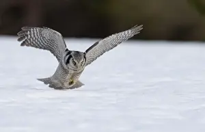 Hawk Owl Surnia ulula pouncing on a vole nr Vaala Finland March