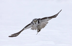 Hawk Owl Surnia ulula nr Vaala Finland March