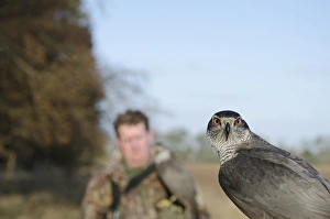 Hawking with Northern Goshawk Norfolk winter
