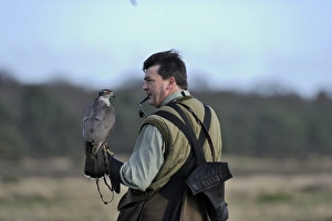 Hunting Prints: Hawking with Northern Goshawk Norfolk winter