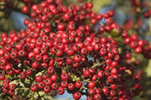 Hawthorn berries Crataegus monogyna in autumn Minsmere RSPB Reserve Suffolk Hawthorn berries Crataegus monogyna in autumn Minsmere RSPB Reserve Suffolk