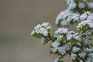 Flowering Prints: Hawthorn Crataegus monogyna in bloom Norfolk May