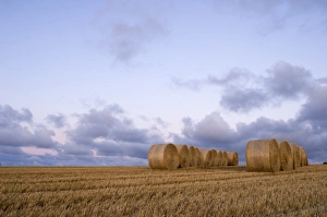 Agriculture Prints: Hay bales on cut field Kelling Norfolk August