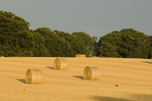 Summer Prints: Hay bales at harvest time North Norfolk summer