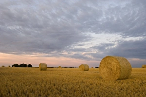 Hay bales at harvest time North Norfolk summer