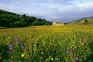 Hay Meadow, Yorkshire Dales with Buttercups, Bloody cranes-bill, and Wood Sorrel, summer Hay Meadow, Yorkshire Dales with Buttercups, Bloody cranes-bill, and Wood Sorrel, summer