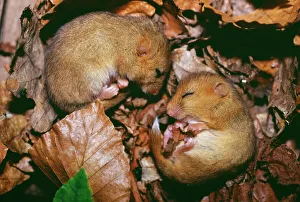 Trending: Hazel Dormice, Muscardinus avellanarius, sleeping, Kent, UK, autumn