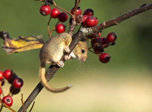 Hazel Dormouse on hawthorn in autumn UK