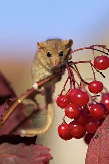 Hazel Dormouse Muscardinus avellanarius on Guelder Rose autumn UK Hazel Dormouse Muscardinus avellanarius on Guelder Rose autumn UK