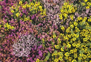 Heather Prints: Heather, ling and gorse, Dunwich Heath, Suffolk, UK, summer
