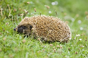 Mammal Prints: Hedgehog in garden UK summer