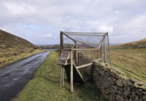 Heligoland trap on Fair Isle for catching birds to ring, Shetland Scotland