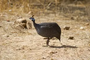 East Africa Prints: Helmeted Guineafowl Numida meleagris Samburu Kenya