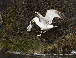 Herring Gull with Guilemot chick Inner Farne Farne Islands Northumberland summer Herring Gull with Guilemot chick Inner Farne Farne Islands Northumberland summer
