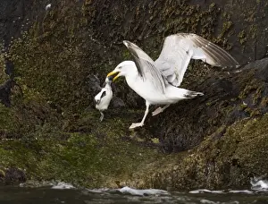 Gull Prints: Herring Gull with Guilemot chick Inner Farne Farne Islands Northumberland summer