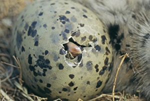 Herring Gull, Larus argentatus, chick hatching, Craigleath, Scotland, June