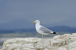 Herring Gull Larus argentatus adult Farne Islands Northumberland summer Herring Gull Larus argentatus adult Farne Islands Northumberland summer