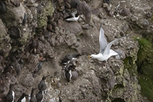 Herring Gull Larus argentatus attempting to take chick or egg from Common Guillemots Herring Gull Larus argentatus attempting to take chick or egg from Common Guillemots