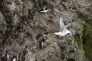 Gull Prints: Herring Gull Larus argentatus attempting to take chick or egg from Common Guillemots
