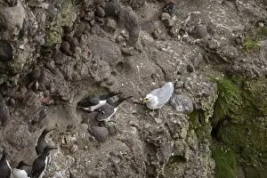 Herring Gull Larus argentatus attempting to take chick or egg from Common Guillemots