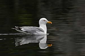 Herring Gull Larus argentatus breeding adult Norfolk