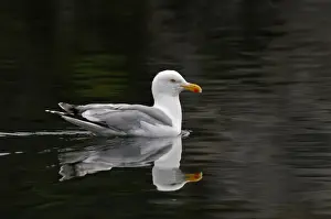 Herring Gull Larus argentatus breeding adult Norfolk