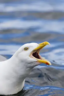 Calling Prints: Herring Gull Larus argentatus calling Norway summer